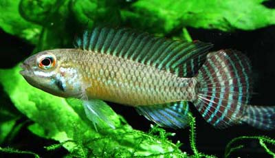 Apistogramma meinkeni